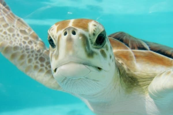 puerto escondido turtle release