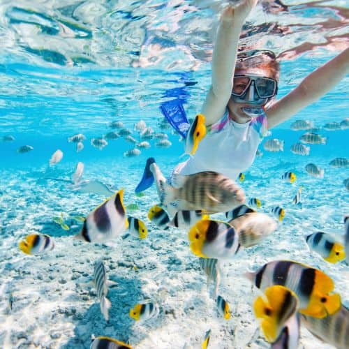 snorkeler tropical fish