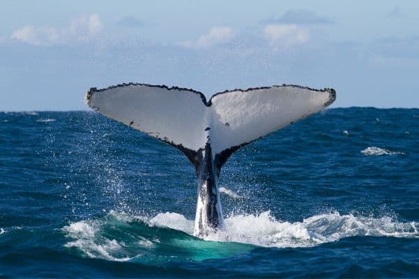 whale-watching-season-cabo