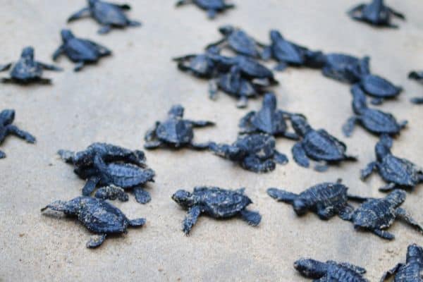 sea-turtle-release-bucerias-mexico