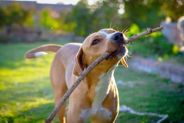 brown dog with stick