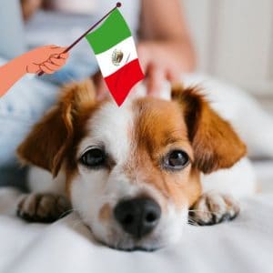 moving to mexico with pets